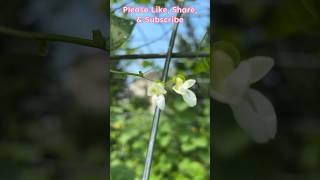 My Pole Beans not producing what to do Flowers falling off without making podsshorts [upl. by Nytsrik]