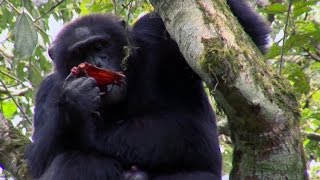 Chimpanzee Cannibalism  Planet Earth  BBC Earth [upl. by Lang]