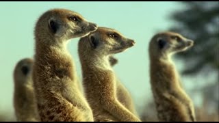 Kalahari Desert Meerkats  Wild Africa  BBC Earth [upl. by Homovec]