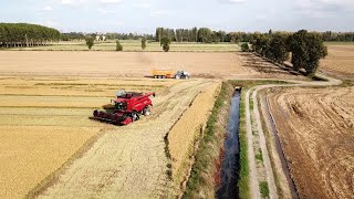 1681AgricolturaCCantalupo di Gaggiano MIMietitura riso 17102019Velocizzato 4 volte [upl. by Yllut]