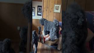 Lazy Dog Grooming 😂 bouvierdesflandres shorts shortsfeed dog funnydogs doglover happydog [upl. by Amethyst]