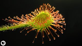 4 DEADLY Carnivorous Plants [upl. by Conrad803]