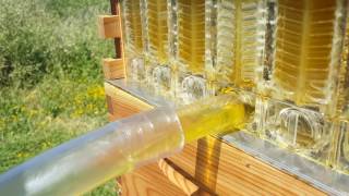 Flow Hive extracting the first honey 2016 [upl. by Merras]