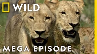 Win or Die Savage Kingdom MEGA EPISODE  Season 1  Nat Geo Wild [upl. by Pallua]