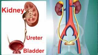 Kidney Stone or Calculus [upl. by Verina]