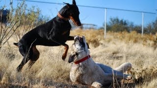 Doberman takes on Kangal  Two breeds playing hard [upl. by Hsivat]