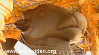 Nandi shrine Brihadeesware Temple Tanjore [upl. by Kuth]