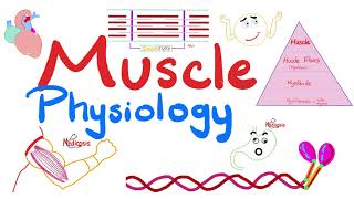 Muscle Structures  Actin Myosin  I band A band H zone M line  Muscle Physiology Series [upl. by Atilem]