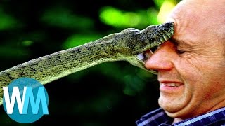 Top 10 des serpents les plus DANGEREUX du monde [upl. by Odragde]