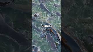 The Goonch Catfish – A River Monster [upl. by Kcid283]