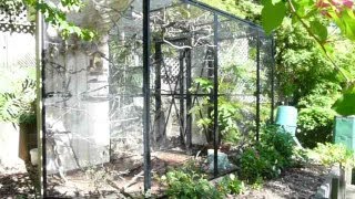 Beautiful Natural Finch Aviary How to set one up [upl. by Conley]