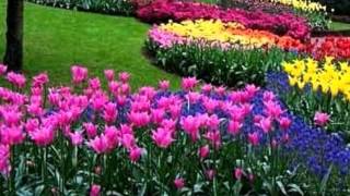 Keukenhof Gardens [upl. by Laehcim]