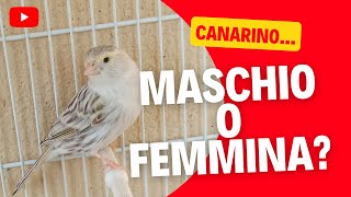 Canarino maschio o canarino femmina scopriamolo insieme [upl. by Lavella106]