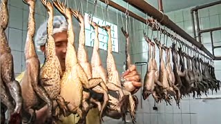 How Asian Farmer Raising Millions of Frogs and Harvest  Frog Meat Processing in Factory  Frog Farm [upl. by Koosis]