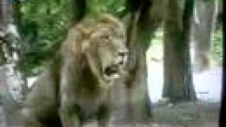 Asiatic Lion chasing Male Tiger [upl. by Anisamot]