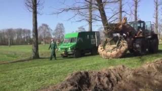 Rooien van een Taxodium distichum 140160cm [upl. by Deevan]