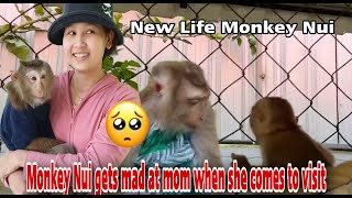 Baby monkey Nui amp Poni gets mad at mom when he comes to visit [upl. by Ecirtaed]