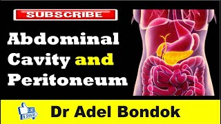 Abdominal Cavity Planes Compartments and Peritoneum Dr Adel Bondok [upl. by Irrehc]