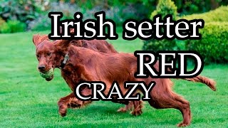 Irish setter Red setter CRAZY [upl. by Krahmer282]