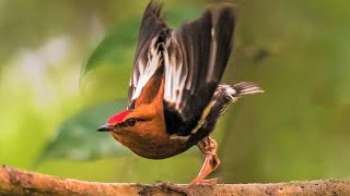 bird that sings with its WINGS Machaeropterus deliciosus clubwinged manakin [upl. by Melvin130]