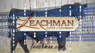 Leachman Cattle of Colorado Bull Sale March 21 2021 [upl. by Rist9]