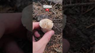 boletus edulis svizzero🇨🇭boletusporciniporcini2024valtellina [upl. by Annaear]