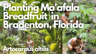 Planting Maafala Breadfruit Tree in Bradenton Florida [upl. by Dorran]