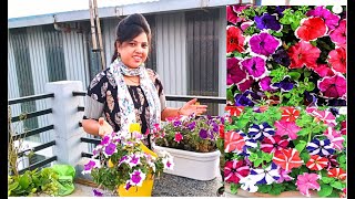 Petunia Seeds  Save Petunia seeds for next season  How to collect petunia seeds  पिटूनिया के बीज [upl. by Aihsenot]