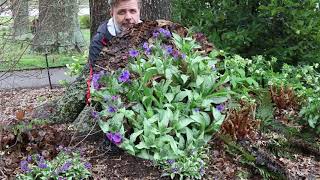 Lungwort Pulmonaria longifolia  Plant Identification [upl. by Vilberg]