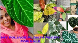 All about my plants❤️Ready for sale foliage varieties🥳🥳🥳onlinesale philodendron foliageplant [upl. by Attesoj]