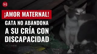 ¡Amor maternal Gata no abandona a su cría con discapacidad video se hace viral [upl. by Sherline]