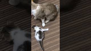 When pingu was born 👶 viralshort viralvideo chikilifestyle catlover catshorts catvideos [upl. by Sandler]