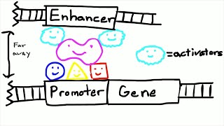 Promoters and Enhancers [upl. by Yrehcaz]