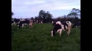 Holstein cows on a farm in Castlemaine Co Kerry while still grazing grass by day on 011113 [upl. by Aicile]