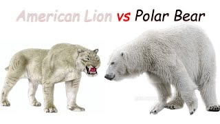 American Lion vs Polar Bear 2020 [upl. by York523]