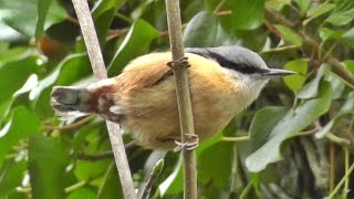 Nuthatch Bird Singing A Most Beautiful Song  Ptice [upl. by Vanhook]