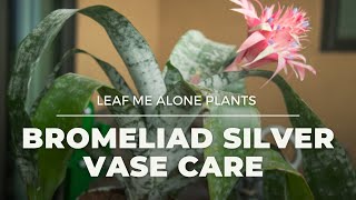 Bromeliad Silver Vase Urn Plant Care Guide Aechmea fasciata For Beginners [upl. by Yahsal542]