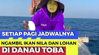 LAKE TOBA  BORU MANURUNG PAGI NYA AMBIL IKAN LOHAN DAN IKAN NILA DI DANAU TOBA [upl. by Ellenwad]