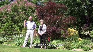 Spectacular Way to Use Hostas in the Garden [upl. by Acirre143]