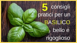 5 consigli pratici per un basilico bello e rigoglioso [upl. by Vance]