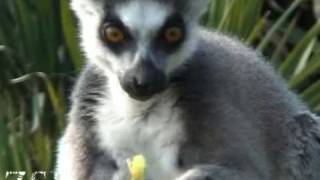 Cute ringtailed lemur eating [upl. by Llenrup]