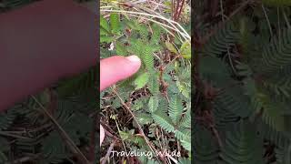 Shy Grass is so Cool 😮 What is Shy Grass shygrass plants hawaiivacation hawaii [upl. by Etirugram]