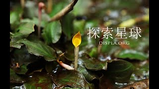 Cryptocoryne aura クリプトコリネ アウラ DIscoveryPlanet [upl. by Niawd]