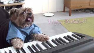 play that birthday keyboard dog [upl. by Eisnil]