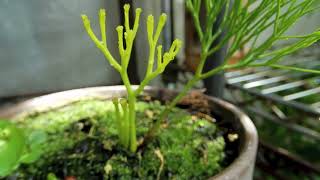 マツバランPsilotum nudum 02240726自宅 [upl. by Tersina]