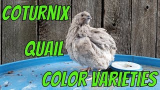 Coturnix Quail Color Varieties [upl. by Akehsat]