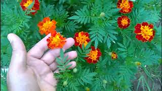 How to Grow and Take Care of Marigolds Plants [upl. by Richie]