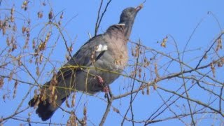 Porumbei salbatici gulerati  Columba palumbus [upl. by Alegnasor]