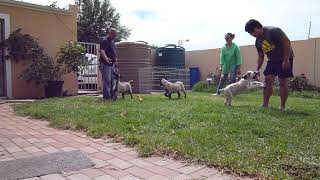 4 months old Ysterberg Mastiff puppies [upl. by Lemrej]