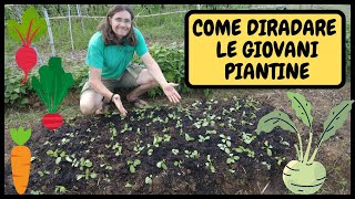 COME TRAPIANTARE delle GIOVANI PIANTINE guida PASSOPASSO  Tutorial Agricoltura e Giardinaggio [upl. by Nathalia616]